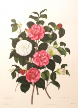 camelia 04 - Double white Camellia